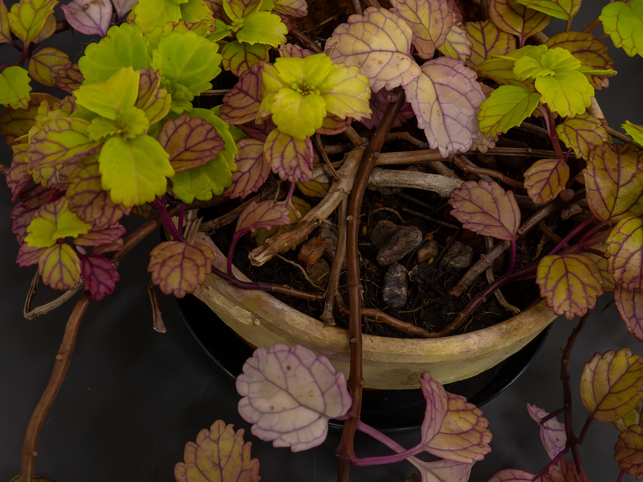 Plectranthus verticillatus _2025-04-12_1-4