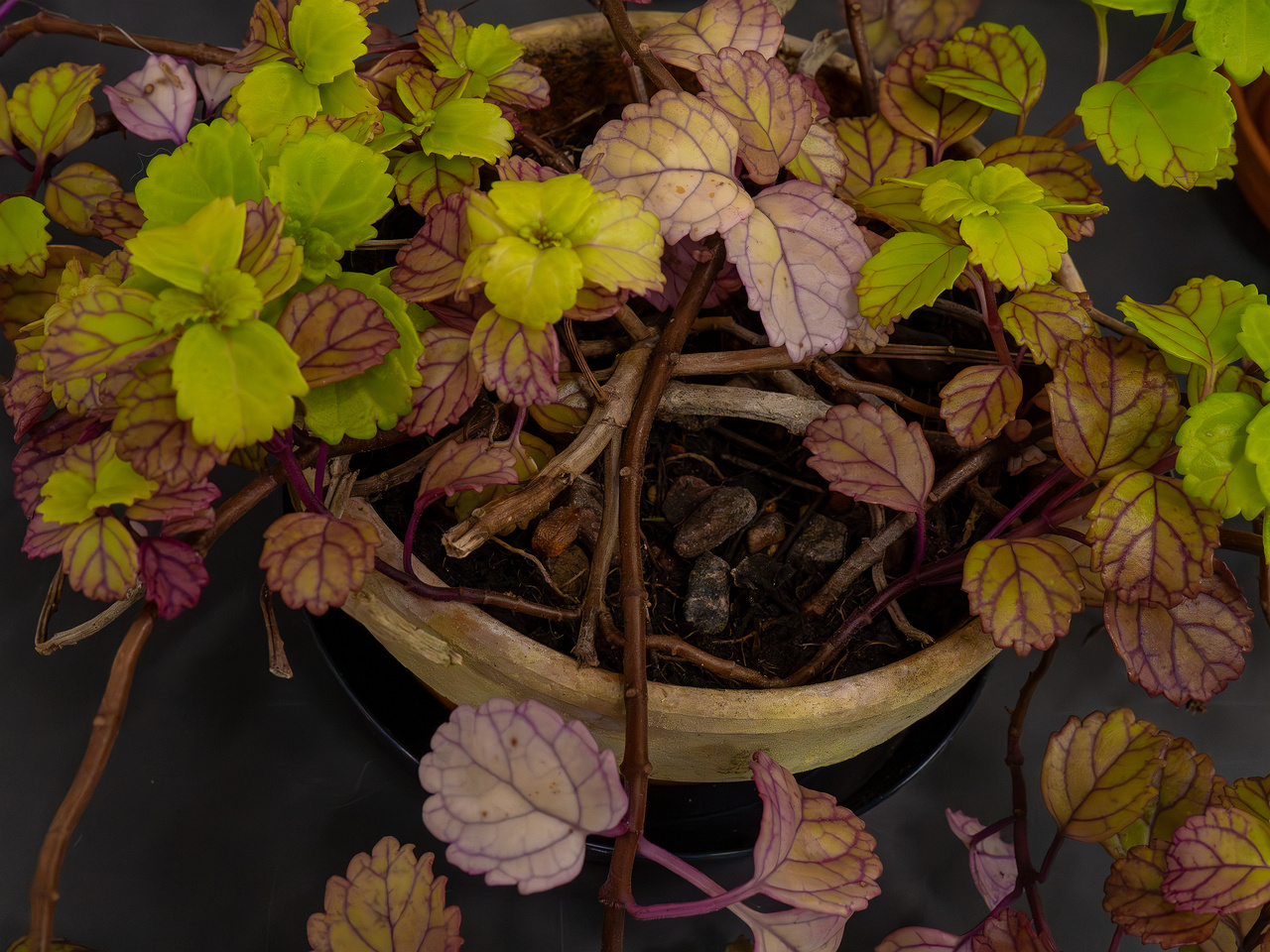 Plectranthus verticillatus _2025-04-12_1-5