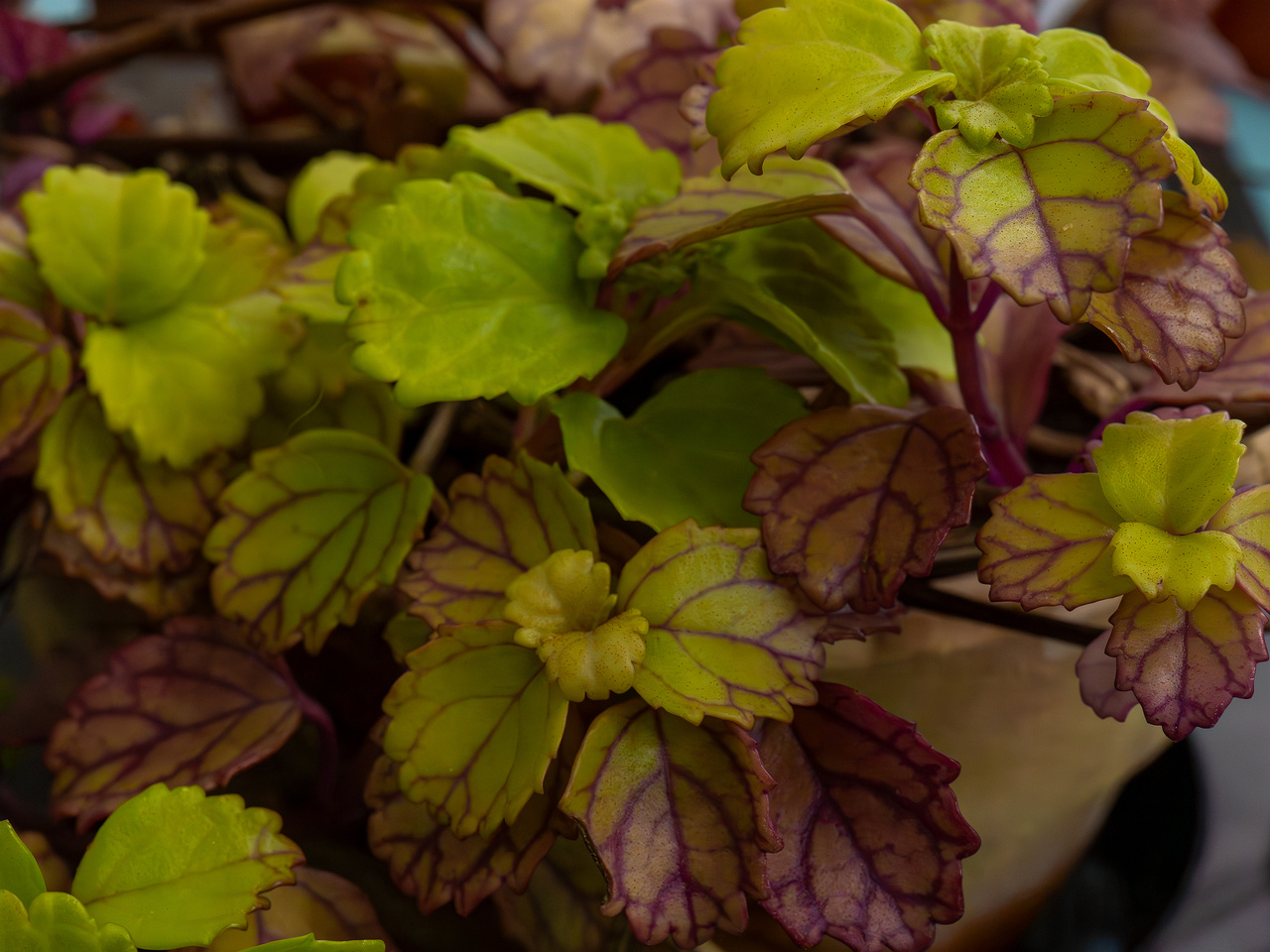 Plectranthus verticillatus _2025-04-12_1-6