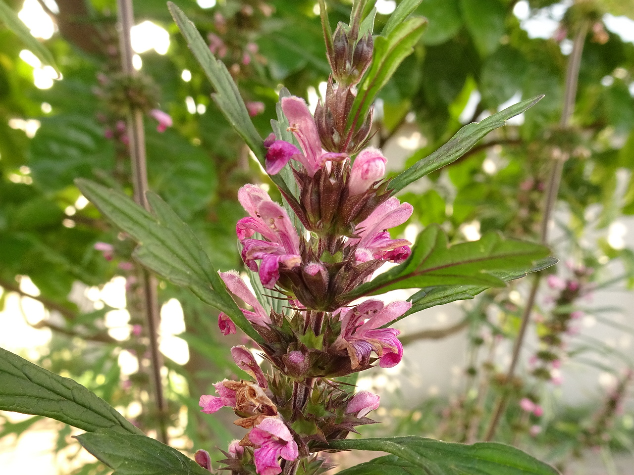 0DSC06436