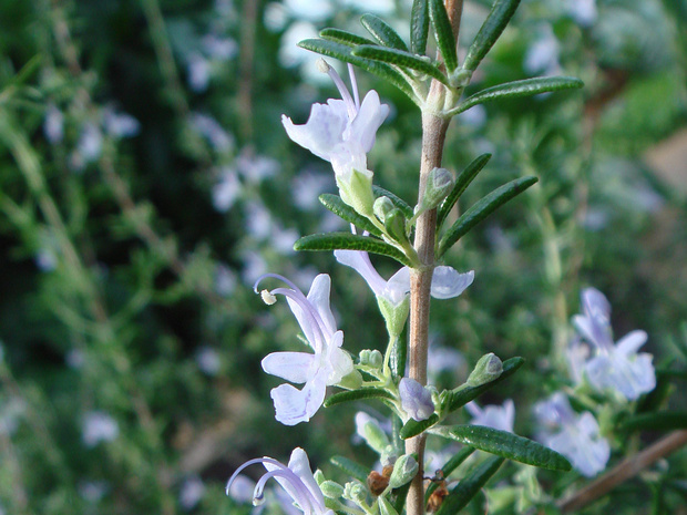 Розмарин лекарственный - Salvia rosmarinus
