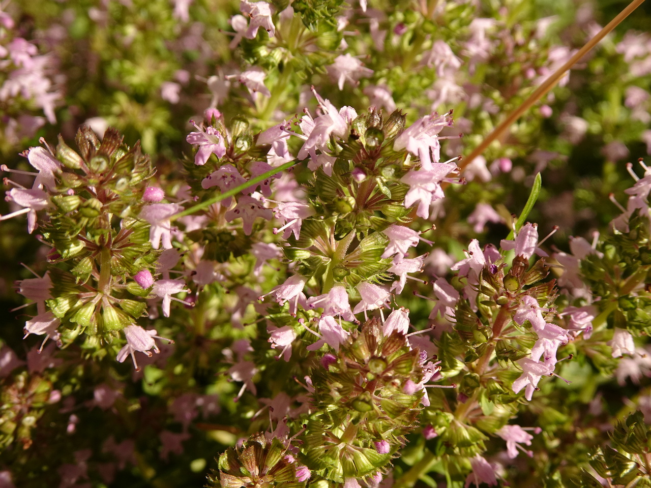 0DSC05092