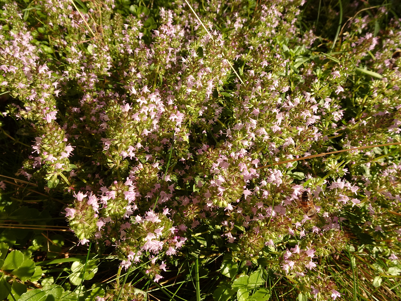 DSC05086