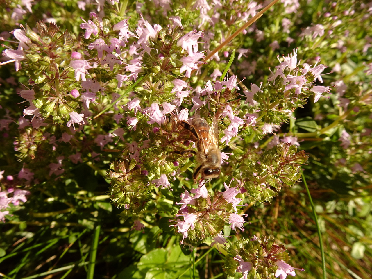 DSC05087