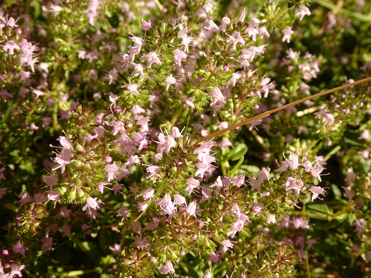 DSC05090
