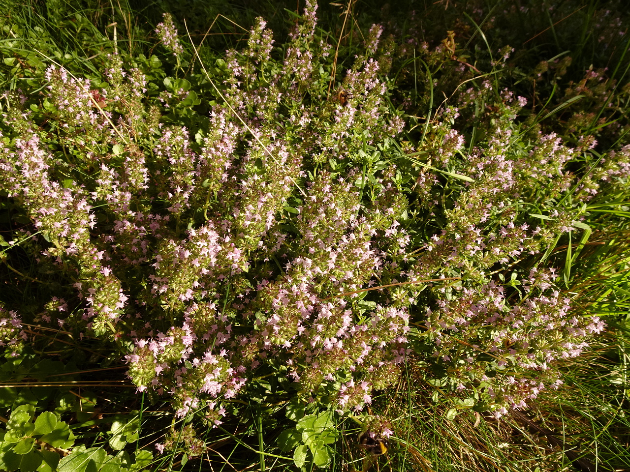 DSC05091