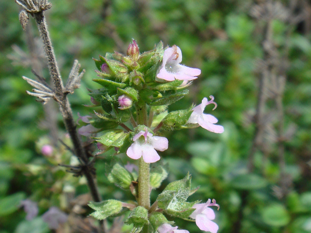 Тимьян лимоннопахнущий 'Серебрянная королева' - Thymus citriodorus 'Silver Queen'