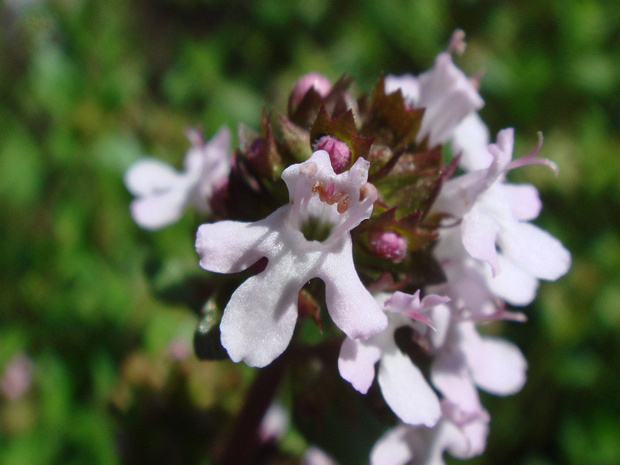 Тимьян обыкновенный - Thymus vulgaris