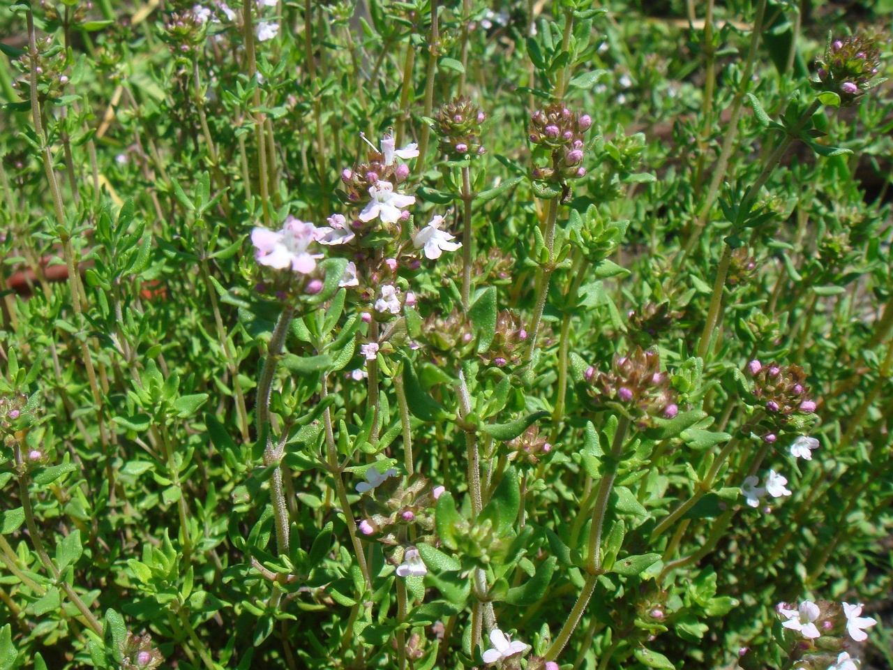 DSC01396