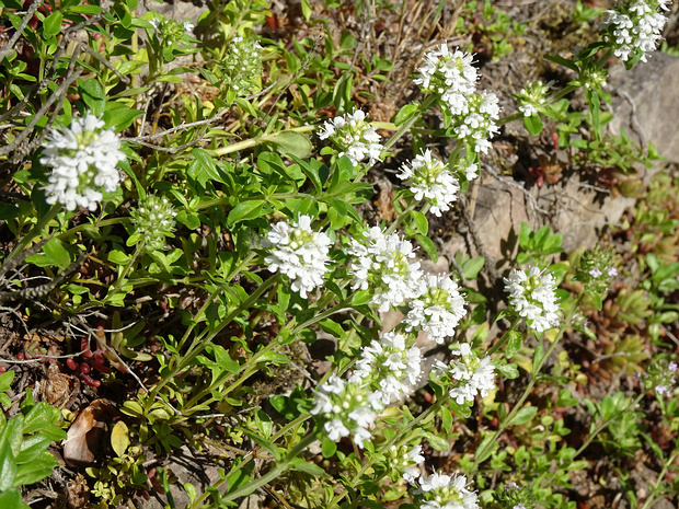 Тимьян ползучий белая форма - Thymus serpyllum var. alba