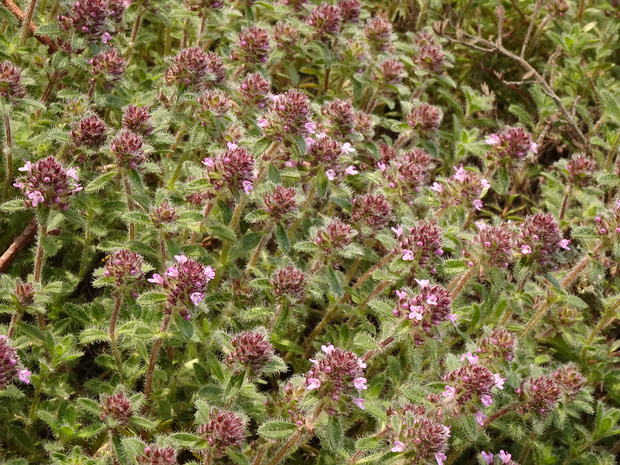 Тимьян ранний 'Горный Выбор' - Thymus praecox 'Mountain Select'