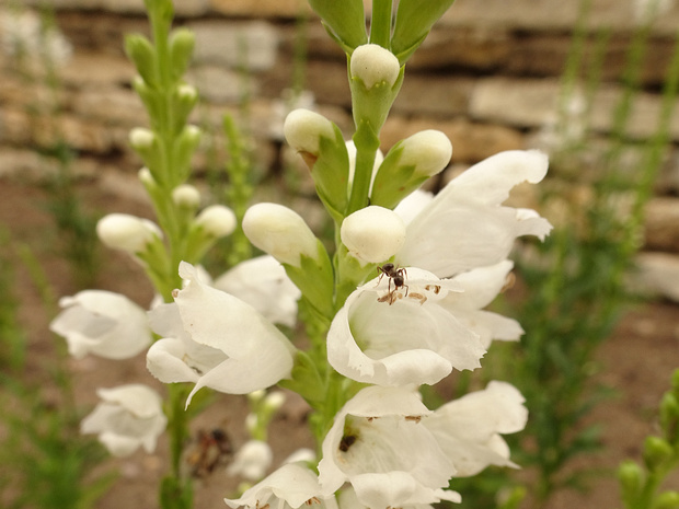 Физостегия виргинская 'Летний Снег' - Physostegia virginiana 'Summer Snow'