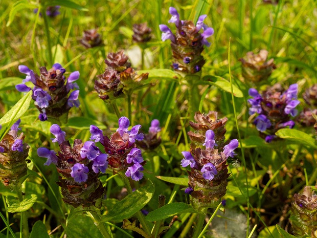 Черноголовка обыкновенная - Prunella vulgaris