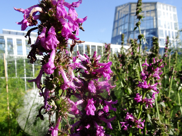 Чистец аптечный, лекарственный - Stachys officinalis