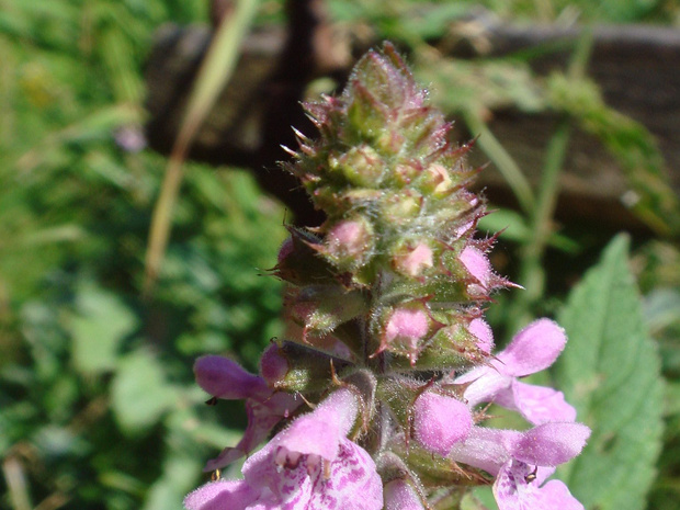 Чистец болотный - Stachys palustris