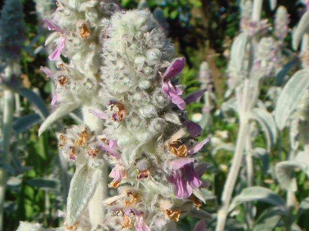 Чистец византийский - Stachys byzantina