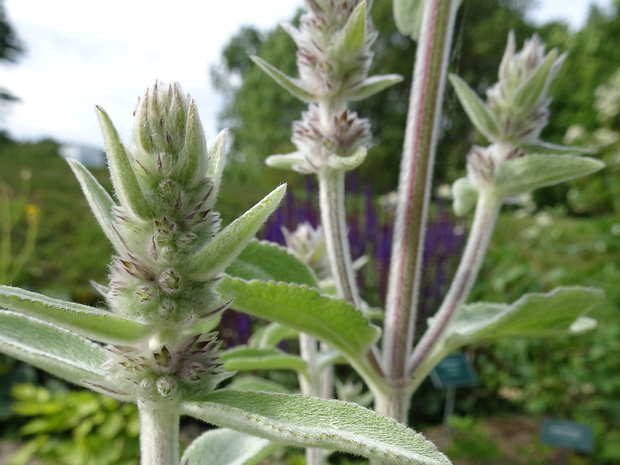 Чистец германский - Stachys germanica