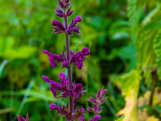 Чистец лесной - Stachys sylvatica