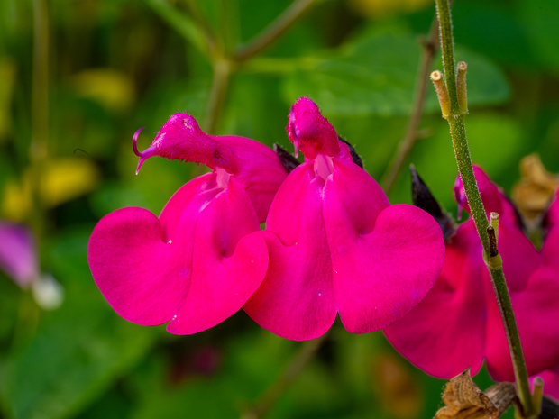 Шалфей Грегга 'Пылкие Губы' - Salvia greggii 'Hot Lips'