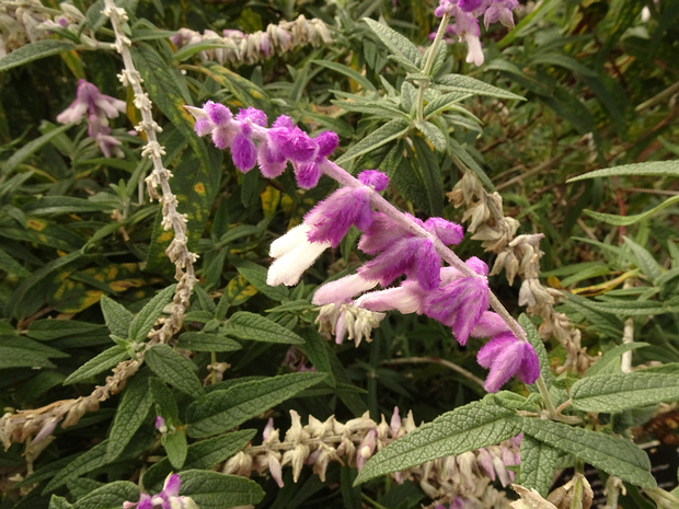 Шалфей белоцветковый - Salvia leucantha