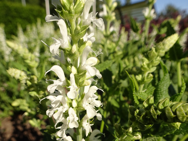 Шалфей дубравный 'Снежный холм' - Salvia nemorosa 'Schneehügel'