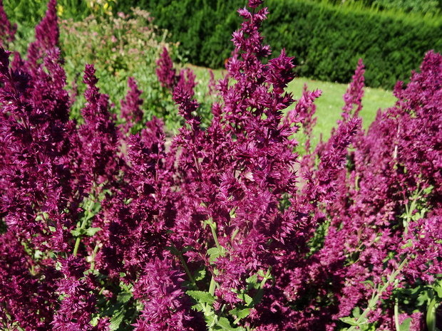 Шалфей дубравный 'Швелленбург' - Salvia nemorosa 'Schwellenburg'