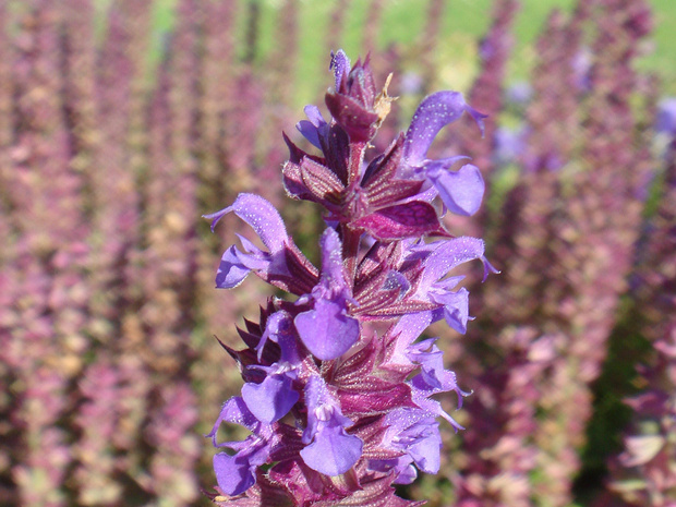 Шалфей дубравный - Salvia nemorosa