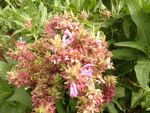 Шалфей канарский - Salvia canariensis