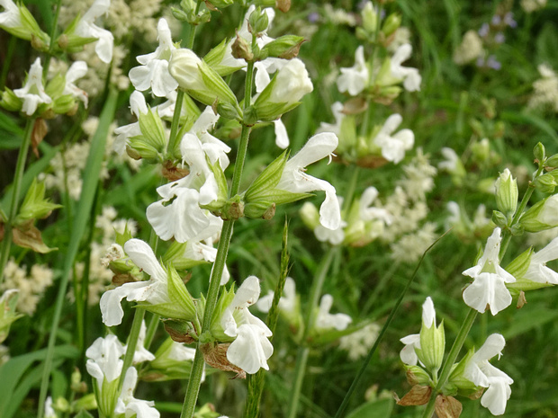 Шалфей кустарниковый - Salvia fruticosa