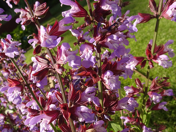 Шалфей лекарственный - Salvia officinalis