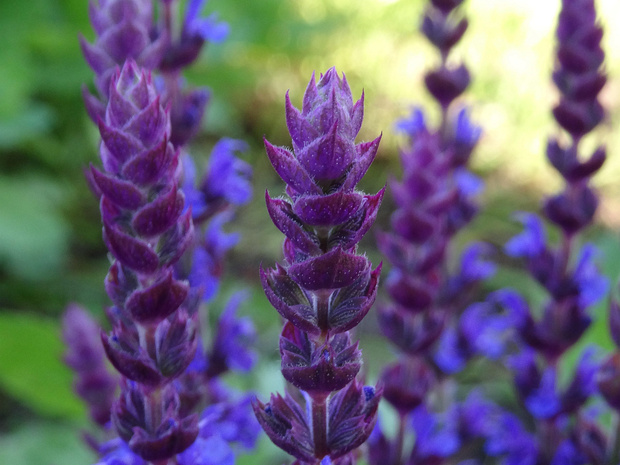 Шалфей лесной - Salvia x sylvestris