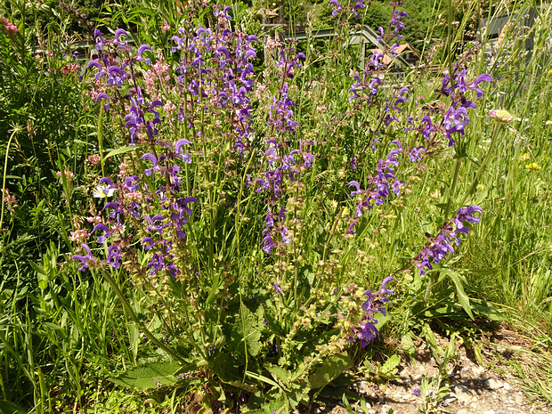 Шалфей луговой - Salvia pratensis