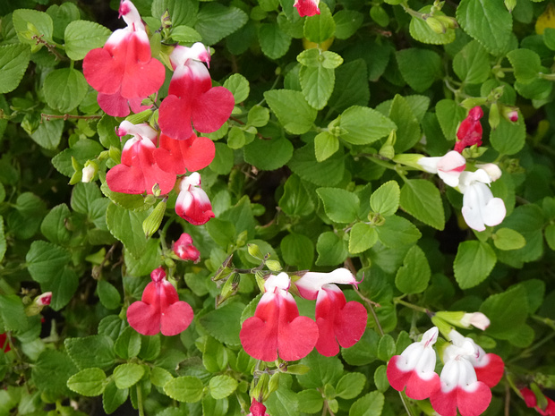 Шалфей мелколистный 'Пылкие губы' - Salvia microphylla 'Hot Lips'