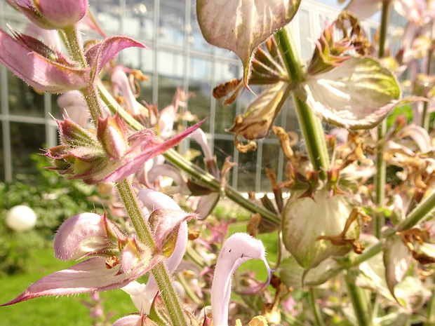 Шалфей мускатный - Salvia sclarea