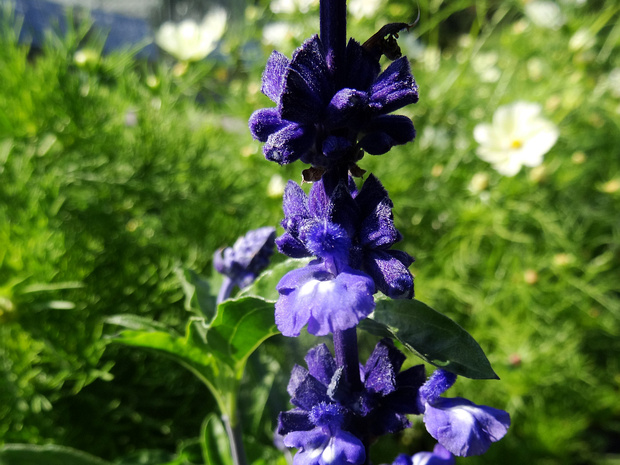 Шалфей мучнистый 'Виктория' - Salvia farinacea 'Victoria'