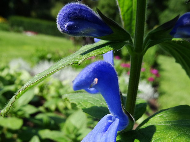 Шалфей отклонённый 'Синий Ангел' - Salvia patens 'Blue Angel'