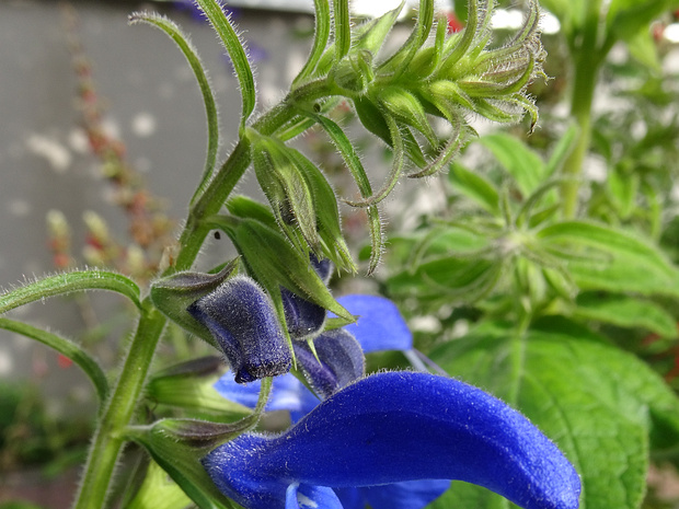 Шалфей отклонённый - Salvia patens