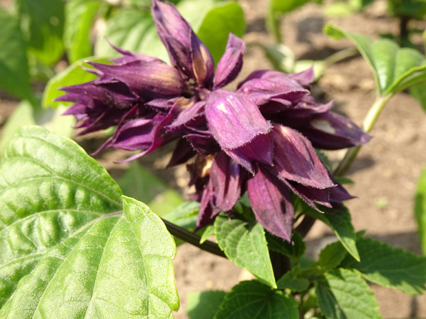 Шалфей сверкающий 'Тёмно-сиреневый' - Salvia splendens 'Dark Purple'