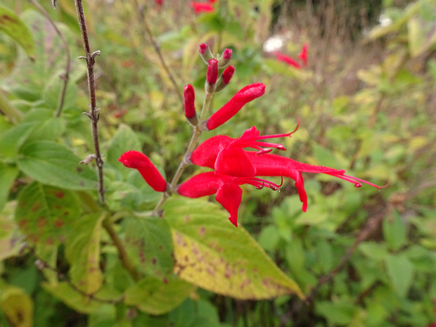 Шалфей стройный - Salvia elegans