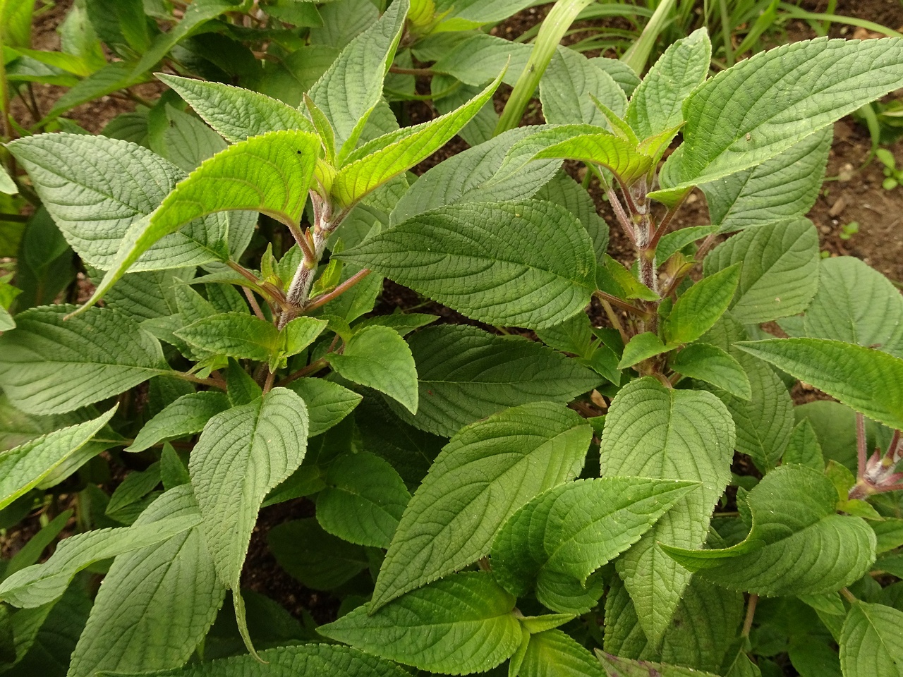 DSC03993