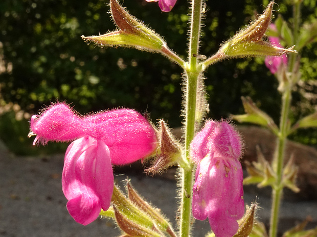 Шалфей фруктовый - Salvia dorisiana