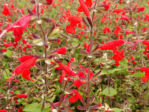 Шалфей ярко-красный 'Летний Драгоценный Красный' - Salvia coccinea 'Summer Jewel Red'