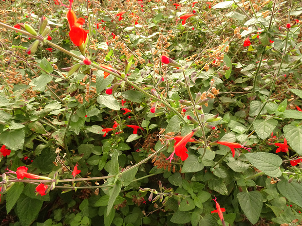 Шалфей ярко-красный - Salvia coccinea