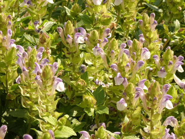 Шлемник альпийский - Scutellaria alpina