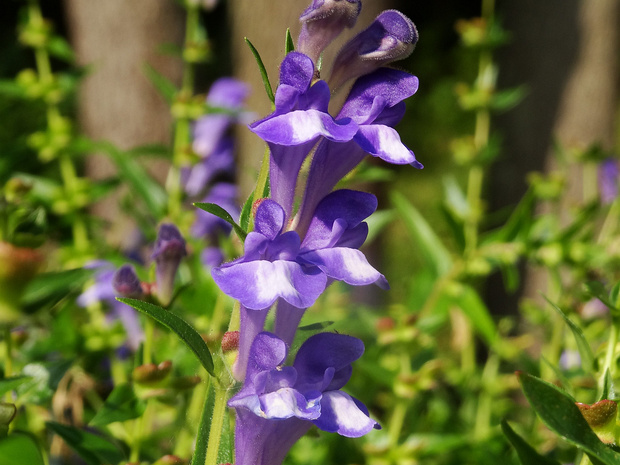 Шлемник байкальский - Scutellaria baicalensis