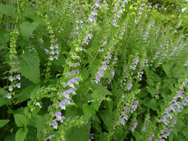 Шлемник высочайший - Scutellaria altissima