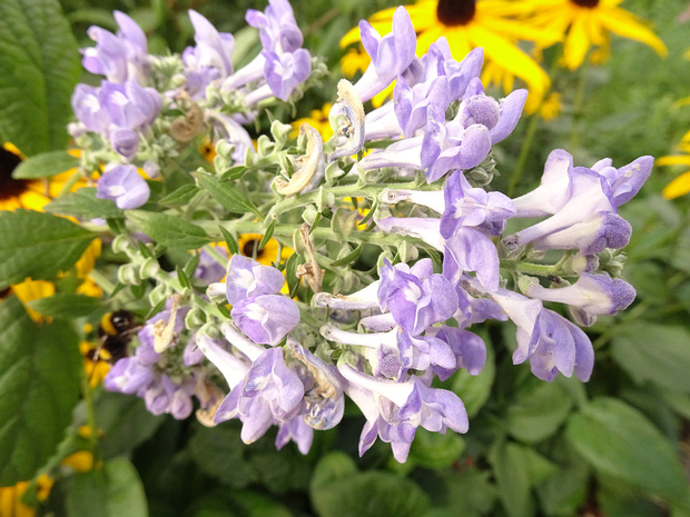 Шлемник седой - Scutellaria incana