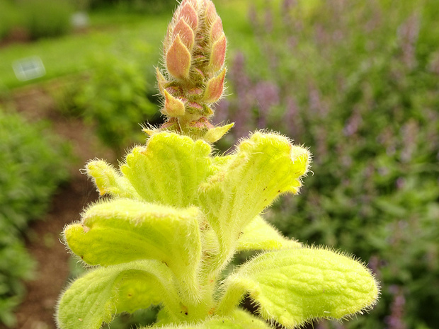 Шпороцветник ароматный - Plectranthus amboinicus
