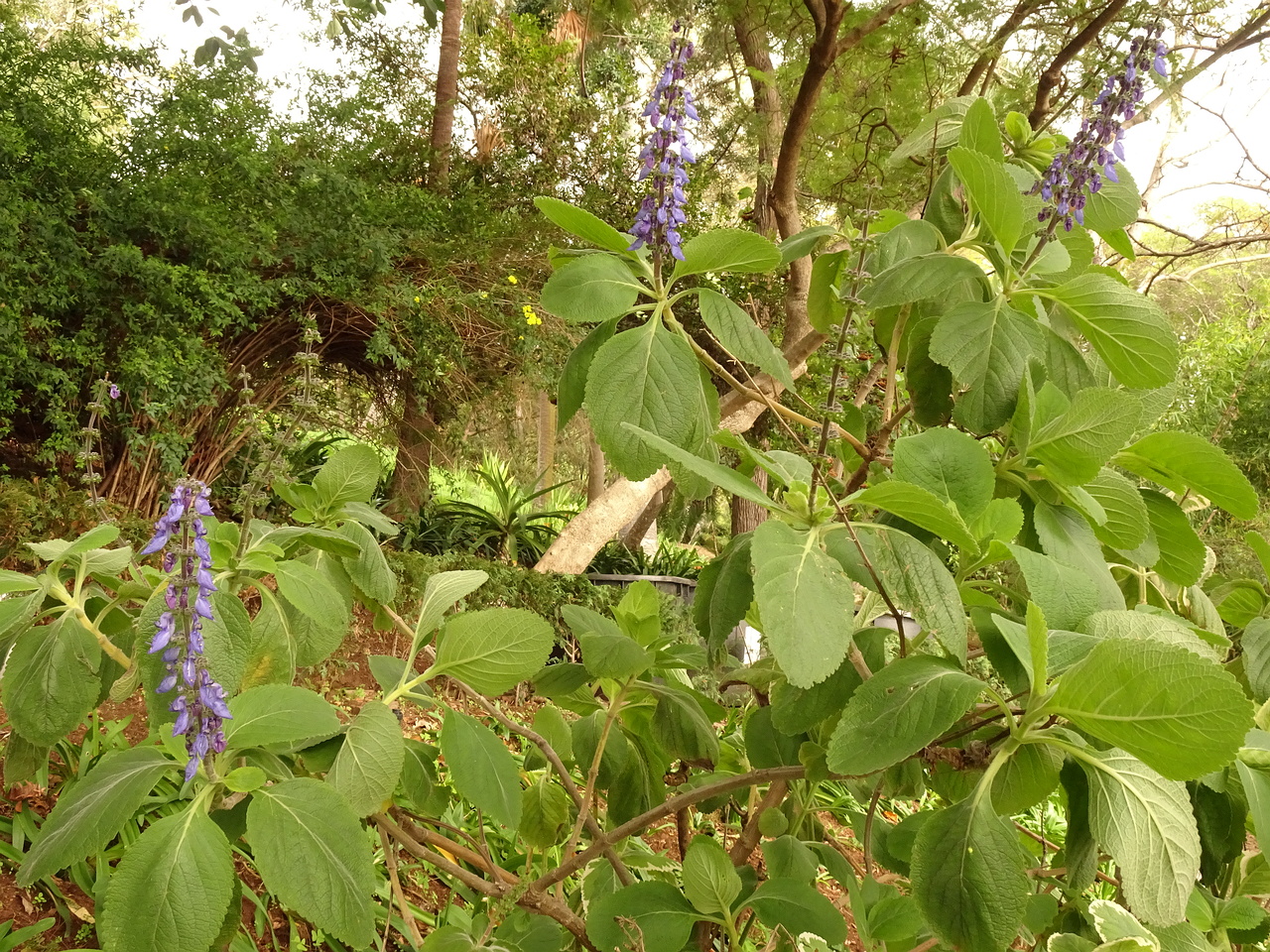 DSC07504