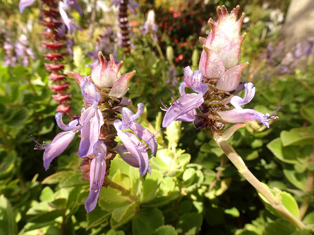 Шпороцветник новогубый - Plectranthus neochilus